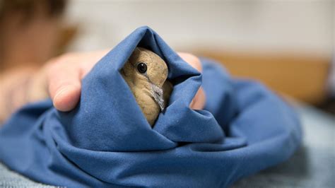 What to do with an injured bird. Things To Know About What to do with an injured bird. 